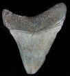 Bargain, Juvenile Megalodon Tooth - Georgia #61705-1